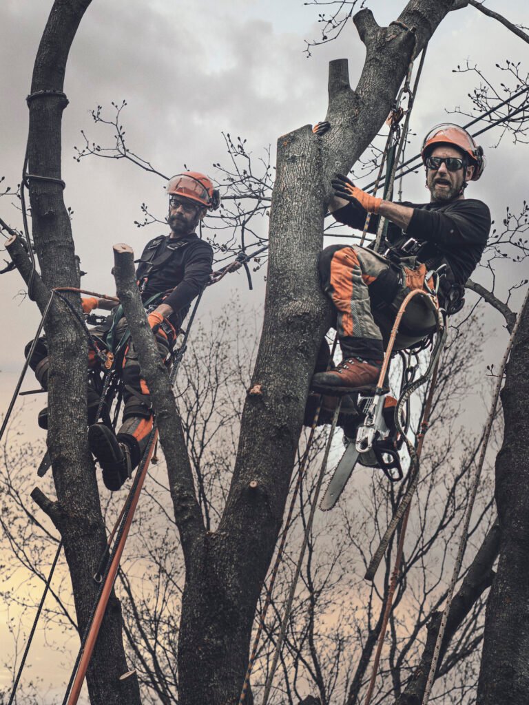 Baumpflege Team Stuttgart Über Uns
